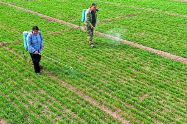 野麦畏的使用方法，适于有灌溉条件的麦区使用
