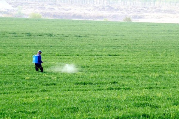 野麦畏的使用方法，适于有灌溉条件的麦区使用