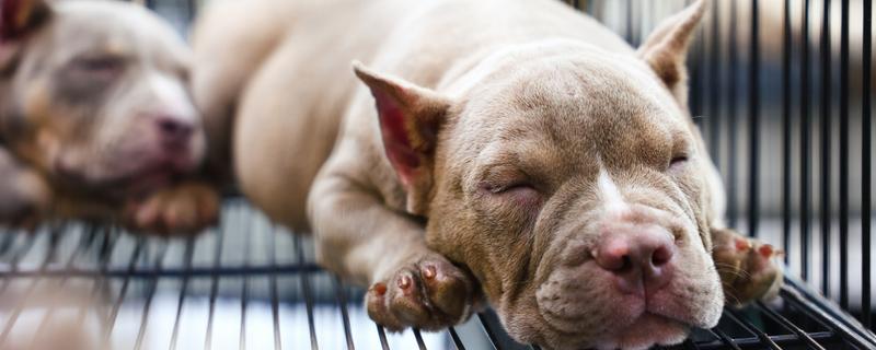 犬瘟的症状，早期出现食欲不振、精神沉郁等情况