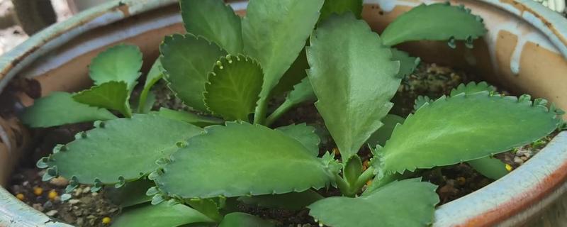 落地生根叶子发软如何处理，缺光时每天晒光不能低于6小时