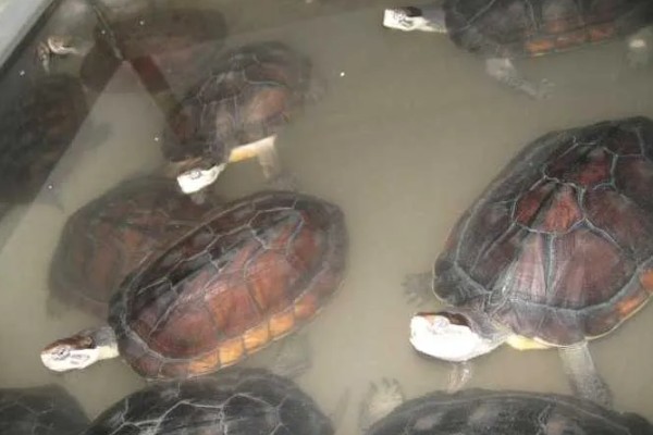 金钱龟好不好养,饲养的难度并不是很大