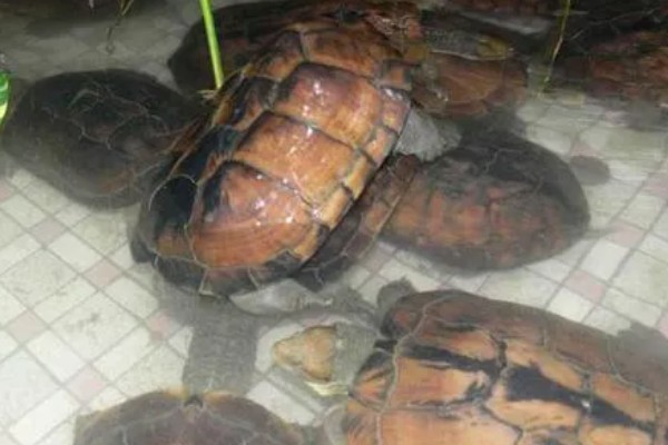 金钱龟好不好养,饲养的难度并不是很大