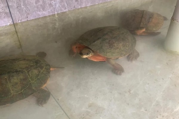 金钱龟好不好养,饲养的难度并不是很大