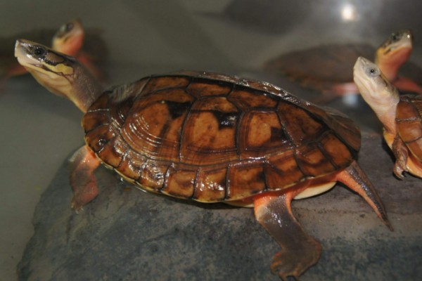 金钱龟好不好养,饲养的难度并不是很大