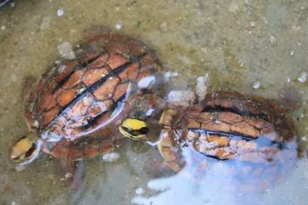 金钱龟好不好养,饲养的难度并不是很大