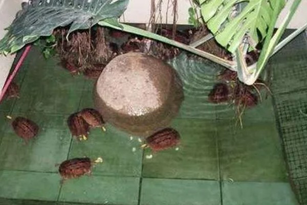 金钱龟好不好养,饲养的难度并不是很大