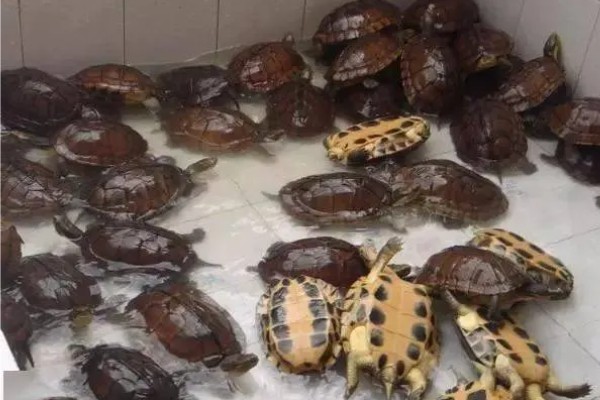 金钱龟好不好养,饲养的难度并不是很大