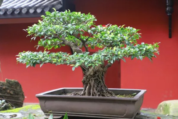 榕树盆景的养殖方法,浇水要见干见湿