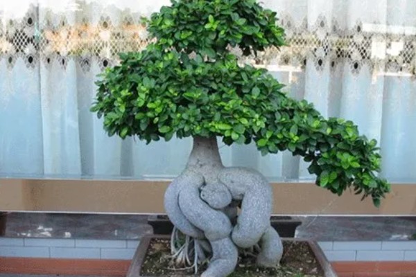 榕树盆景的养殖方法,浇水要见干见湿