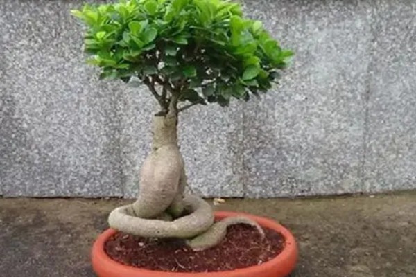 榕树盆景的养殖方法,浇水要见干见湿