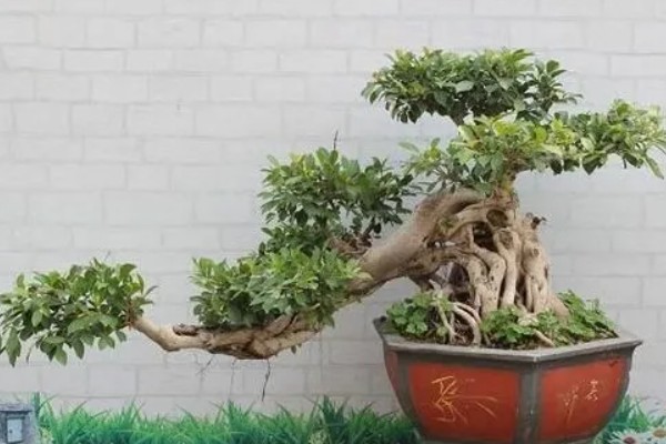 榕树盆景的养殖方法,浇水要见干见湿