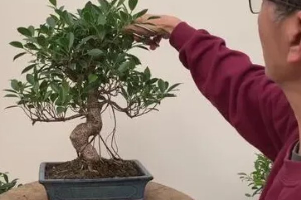 榕树盆景的养殖方法,浇水要见干见湿