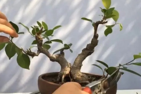 榕树盆景的养殖方法,浇水要见干见湿