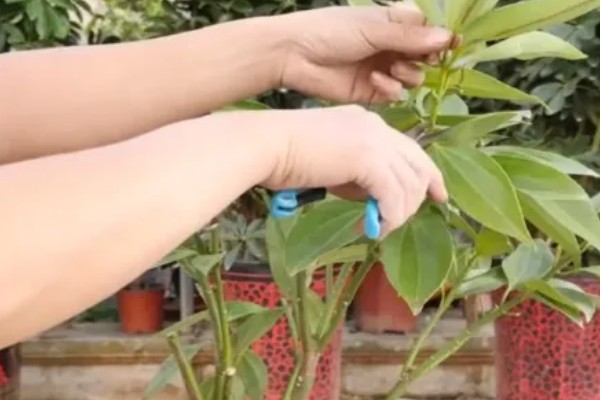 平安树的剪枝方式,可将植株的顶芽剪去