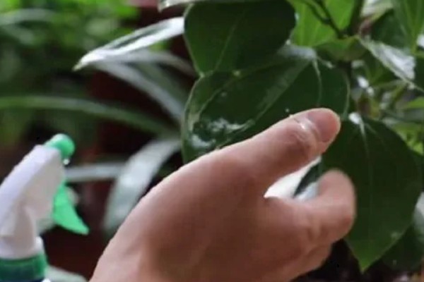 平安树的剪枝方式,可将植株的顶芽剪去