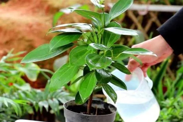 平安树的剪枝方式,可将植株的顶芽剪去