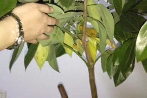 平安树的剪枝方式,可将植株的顶芽剪去