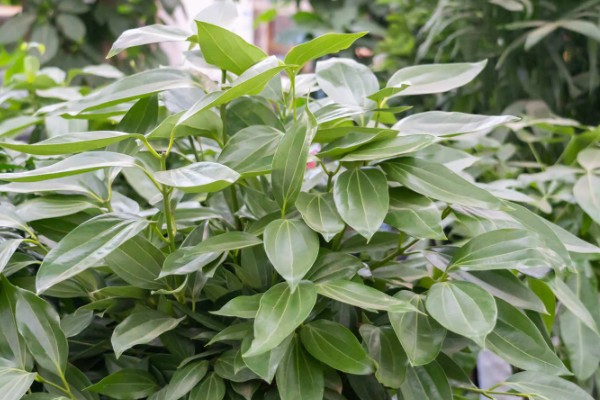 平安树的剪枝方式,可将植株的顶芽剪去