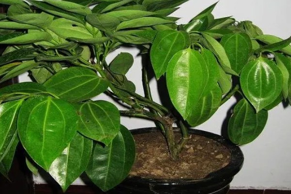 平安树的剪枝方式,可将植株的顶芽剪去