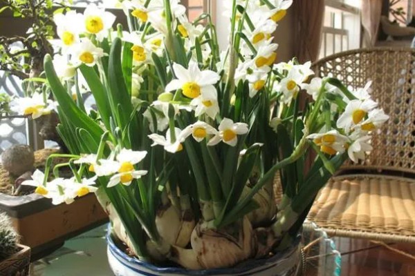 土培水仙花如何浇水,形成了花苞后一周浇水一次