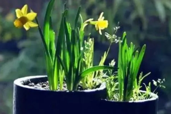 土培水仙花如何浇水,形成了花苞后一周浇水一次