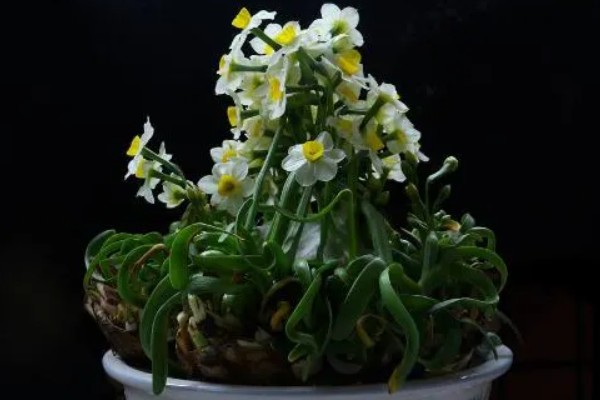 土培水仙花如何浇水,形成了花苞后一周浇水一次