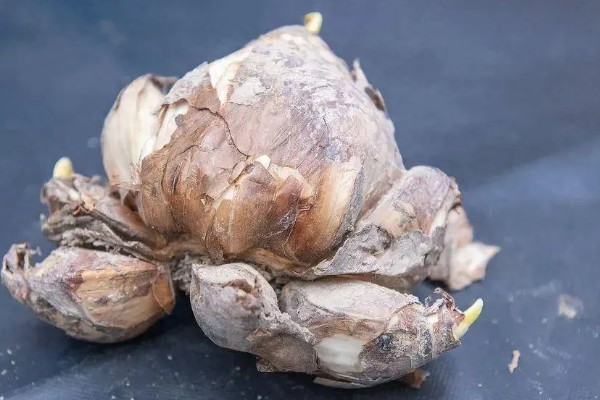 土培水仙花如何浇水,形成了花苞后一周浇水一次