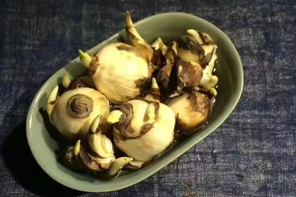 土培水仙花如何浇水,形成了花苞后一周浇水一次