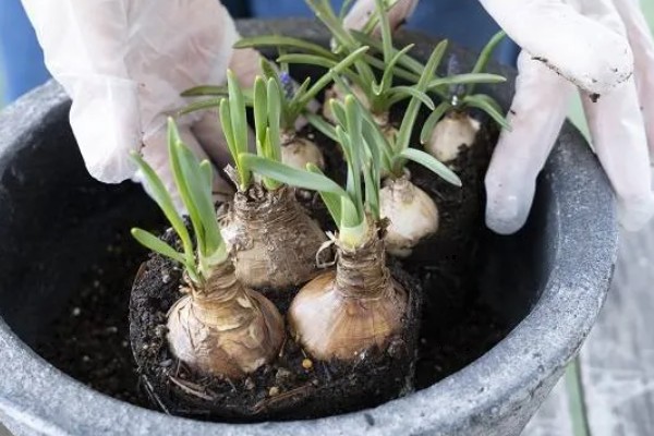 土培水仙花如何浇水,形成了花苞后一周浇水一次