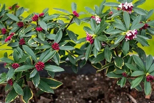 瑞香不生长的原因,可能是土壤碱化板结所致