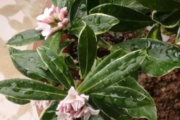 瑞香不生长的原因,可能是土壤碱化板结所致