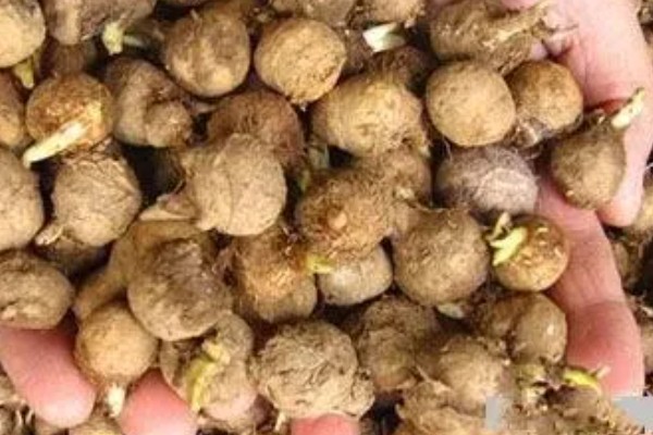 种植旱半夏的方法,出苗后亩施有机肥1000-2000公斤