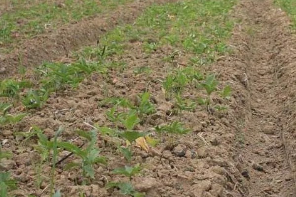 种植旱半夏的方法,出苗后亩施有机肥1000-2000公斤