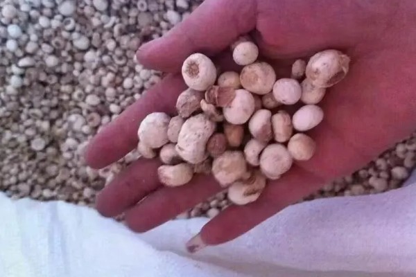 种植旱半夏的方法,出苗后亩施有机肥1000-2000公斤