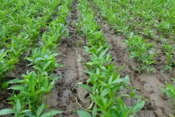 种植旱半夏的方法,出苗后亩施有机肥1000-2000公斤