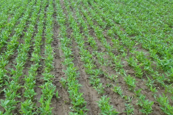 种植旱半夏的方法,出苗后亩施有机肥1000-2000公斤