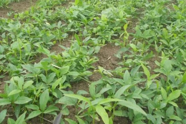 种植旱半夏的方法,出苗后亩施有机肥1000-2000公斤