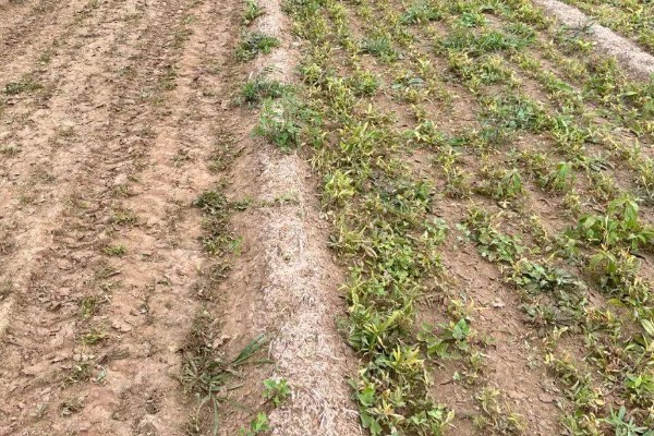 种植旱半夏的方法,出苗后亩施有机肥1000-2000公斤