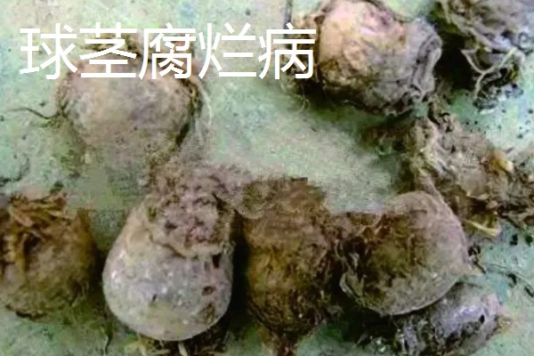 种植旱半夏的方法,出苗后亩施有机肥1000-2000公斤