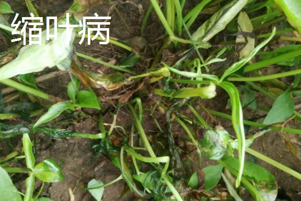 种植旱半夏的方法,出苗后亩施有机肥1000-2000公斤