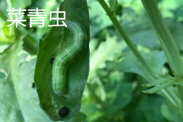 种植旱半夏的方法,出苗后亩施有机肥1000-2000公斤
