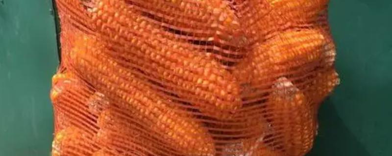 玉米种子如何进行网袋式晾晒，用网袋装好种子后在通风向阳处搭架晾晒