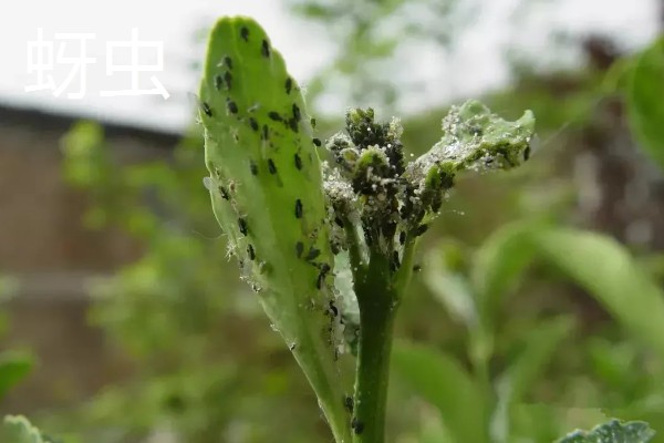 种植旱半夏的方法,出苗后亩施有机肥1000-2000公斤