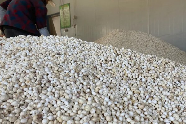 种植旱半夏的方法,出苗后亩施有机肥1000-2000公斤