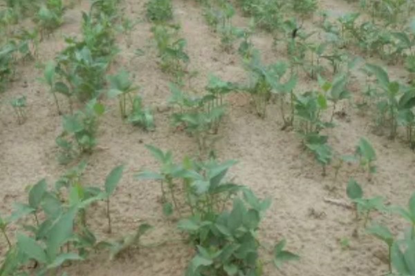 种植旱半夏的方法,出苗后亩施有机肥1000-2000公斤