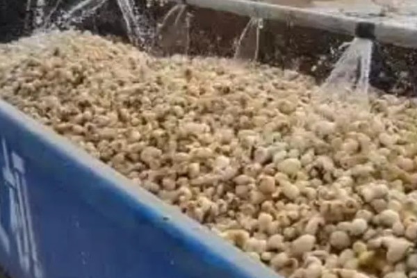 种植旱半夏的方法,出苗后亩施有机肥1000-2000公斤