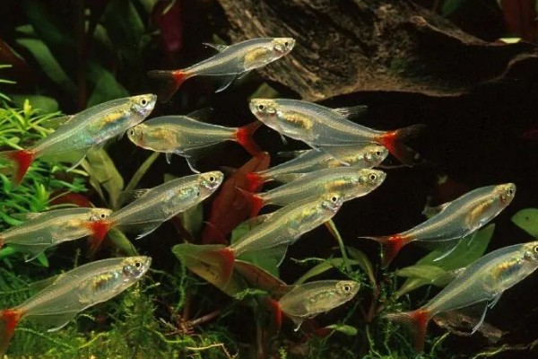 红肚玻璃鱼好不好养，是比较好养的
