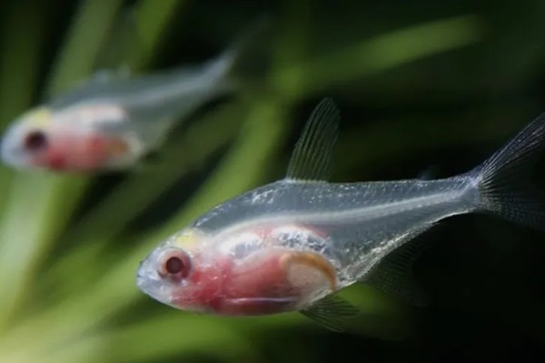 红肚玻璃鱼好不好养，是比较好养的