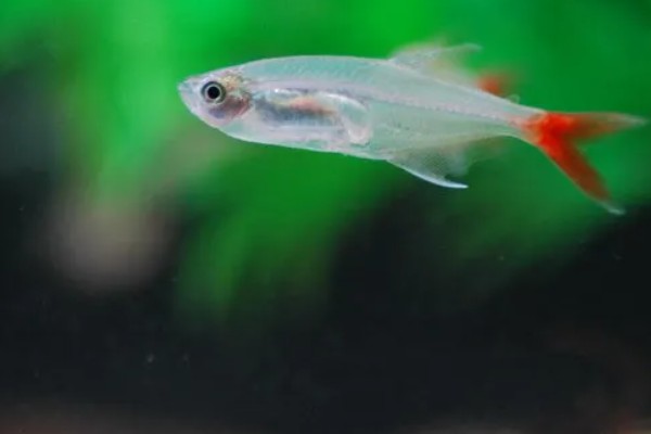 红肚玻璃鱼好不好养，是比较好养的