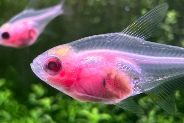 红肚玻璃鱼好不好养，是比较好养的